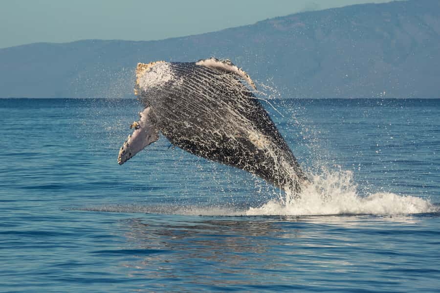Whale Watch Sail Ma'alaea - Practical Tips for a Better Morning or Afternoon