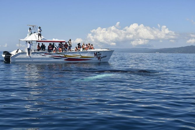 Whale watch tour from Santo Domingo with Bacardi Island and lunch included - Why Samaná Bay is worth the early start