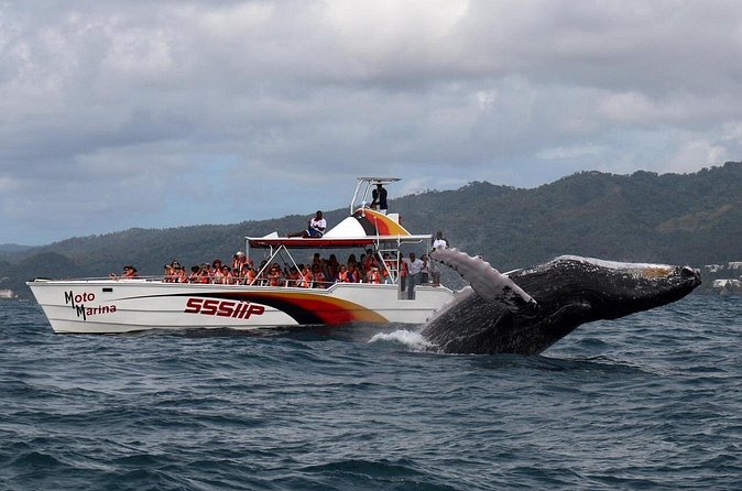Whale watch tour from Santo Domingo with Bacardi Island and lunch included - Cayo Levantado, the beach reward