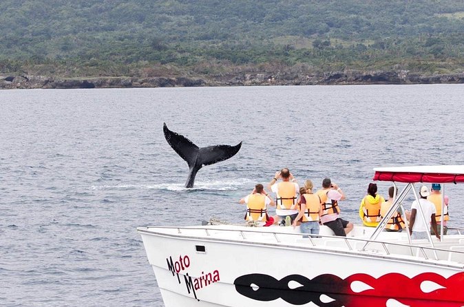 Whale watch tour from Santo Domingo with Bacardi Island and lunch included - How good is the value at $229.95?