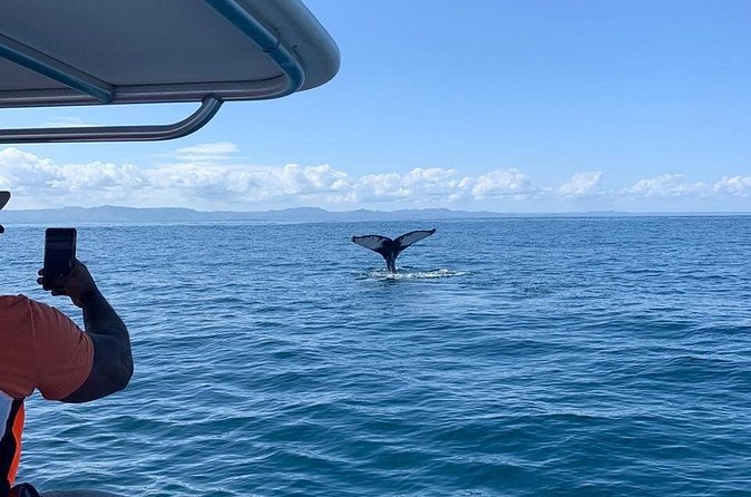 Whale watch tour from Santo Domingo with Bacardi Island and lunch included - The drivers can shape the entire day