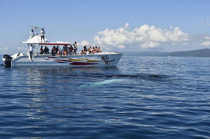 Whale watch tour from Santo Domingo with Bacardi Island and lunch included - Who should book this experience?