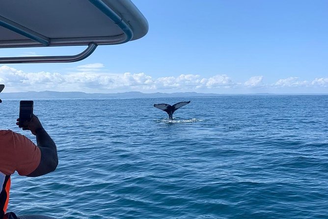 Whale watch tour from Santo Domingo with Bacardi Island and lunch included - Practical advice for making the day easier