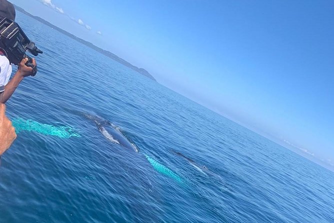 Whale watch tour from Santo Domingo with Bacardi Island and lunch included - Two hours on the water in Samaná Bay