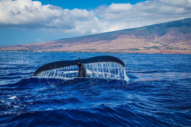 Whale watching - Key points to know before booking