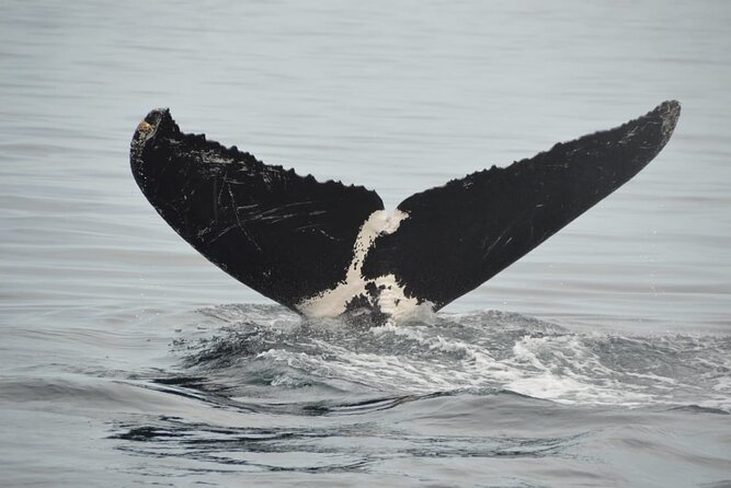 Whale watching 3 hours in Puerto Vallarta - Key points to know before booking