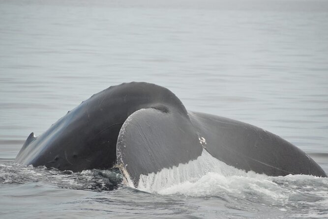 Whale watching 3 hours in Puerto Vallarta - What the three-hour Puerto Vallarta trip is meant to include