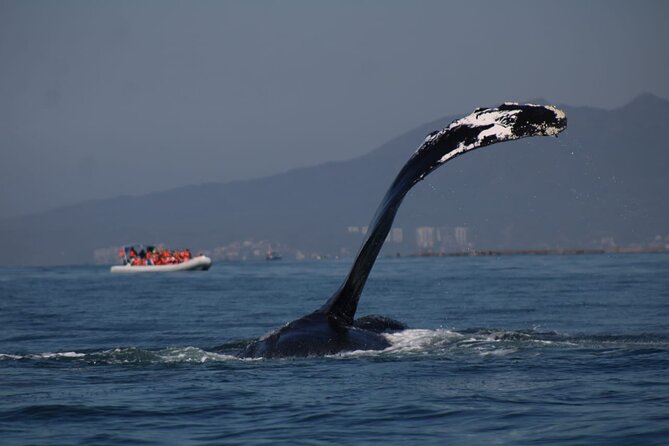 Whale watching 3 hours in Puerto Vallarta - English guiding and the value of local explanation