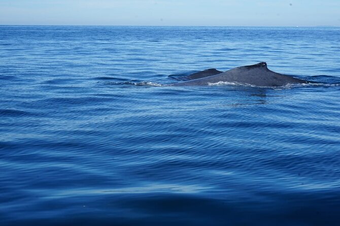 Whale watching 3 hours in Puerto Vallarta - Comfort, safety, and what to pack