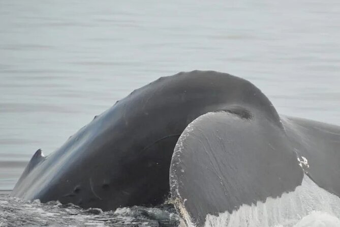 Whale watching 3 hours in Puerto Vallarta - Is $48 a good price for this Puerto Vallarta tour?