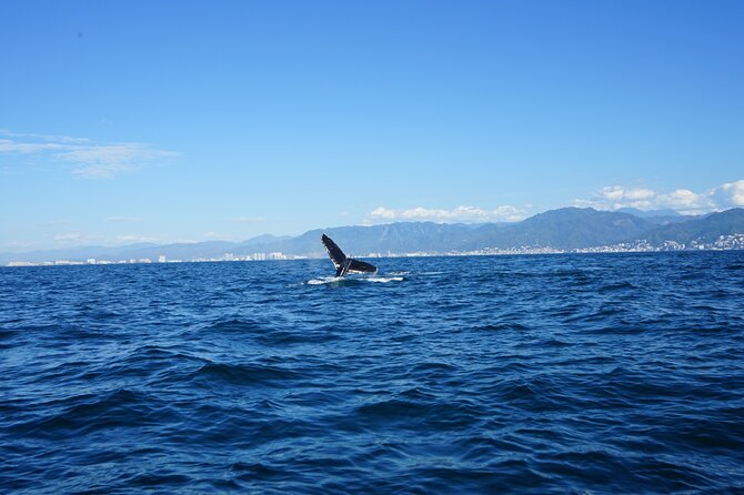 Whale watching 3 hours in Puerto Vallarta - Leaving Isla Iguana and heading toward the whales