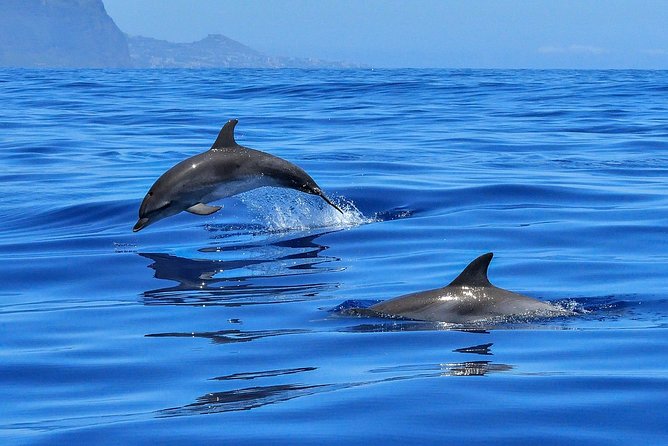 Whale Watching - Who Should Book This Experience?