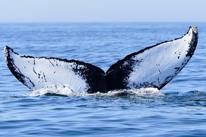 Whale watching 6 people half day - Who will enjoy this Moorea whale tour