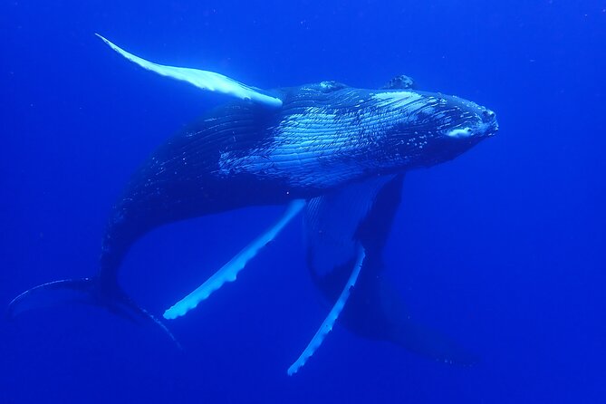 Whale watching 6 people half day - Booking, cancellation, and useful timing advice