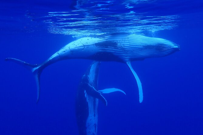 Whale watching 6 people half day - Searching for humpback whales around Moorea