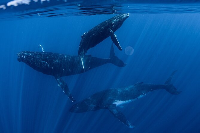 Whale Watching Activity - Why This Tahiti Whale Tour Feels Different