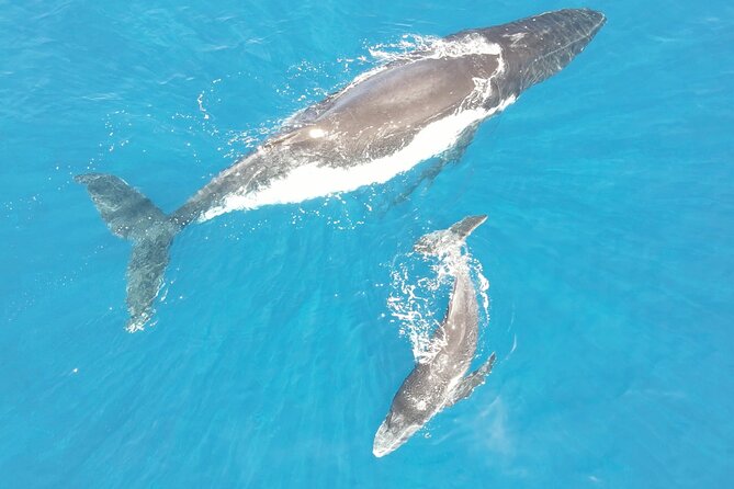 Whale Watching Activity - Marina Taina Is the Starting Point