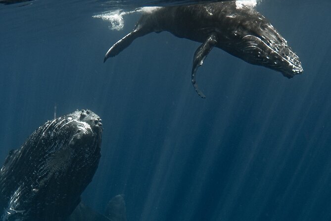 Whale Watching Activity - The Water Experience and Safety Rules