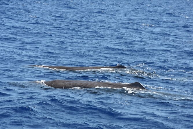 Whale Watching Activity in North Coast - Key points to know before booking