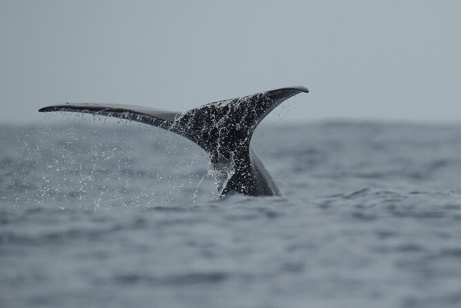 Whale Watching Activity in North Coast - Leaving from Rabo de Peixe at 8:30 am