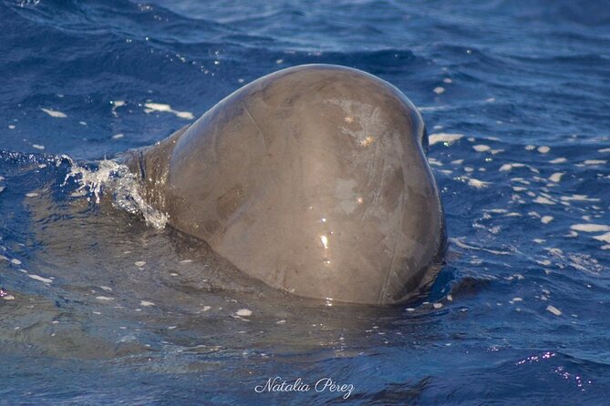 Whale Watching Activity in North Coast - Searching for sperm whales and other marine life