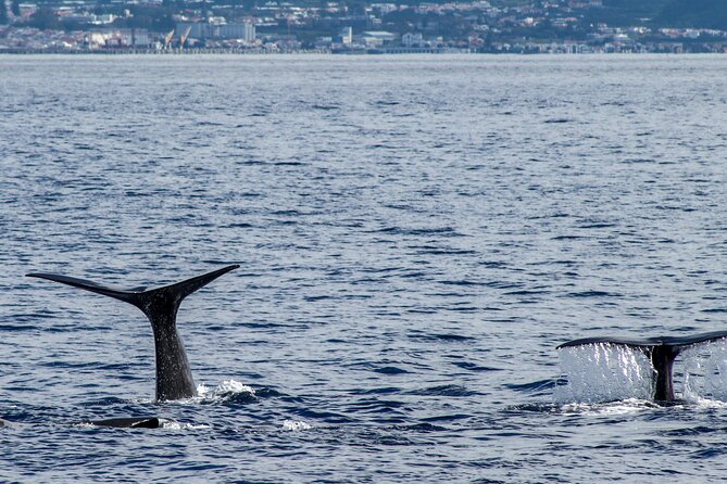 Whale Watching Activity in North Coast - Is the $84.10 price good value?