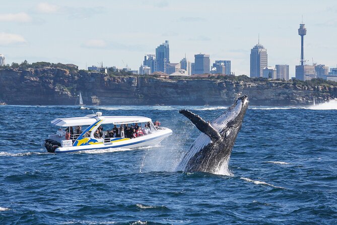 Whale Watching Adventure Cruise - Key points before you book