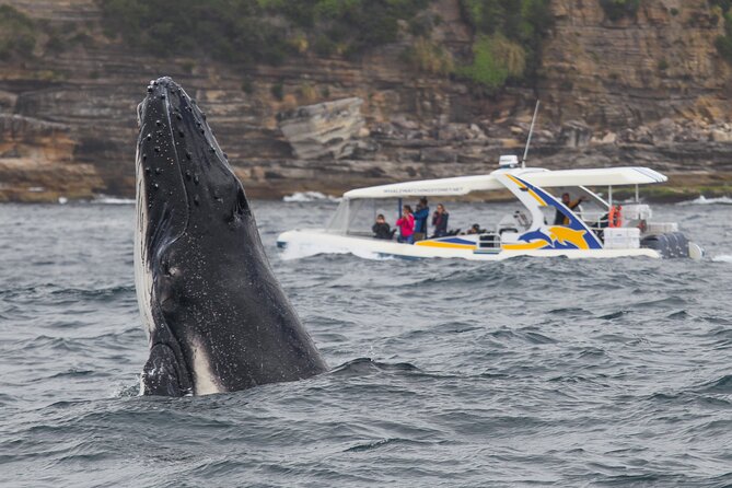 Whale Watching Adventure Cruise - What the Totally Wild boat feels like
