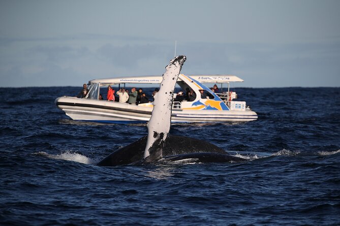 Whale Watching Adventure Cruise - City views are part of the payoff