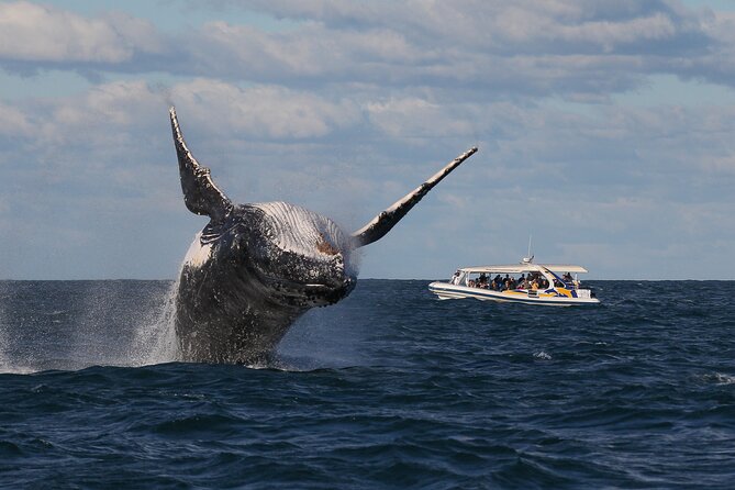 Whale Watching Adventure Cruise - Price, timing, and overall value