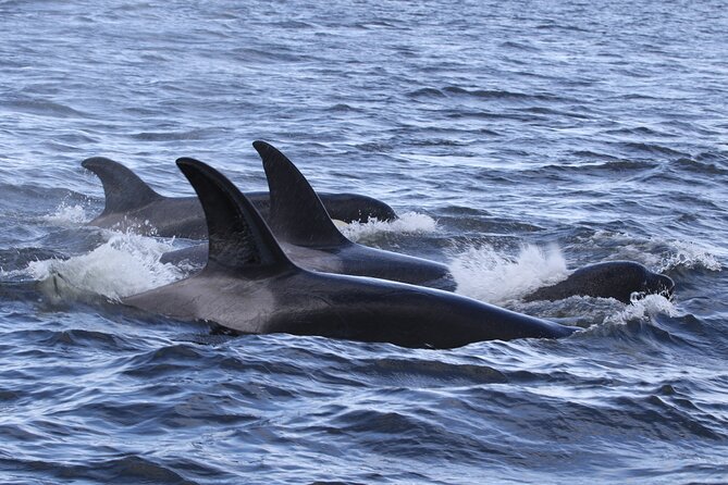 Whale Watching Adventure from Vancouver BC - Four Hours on the Water