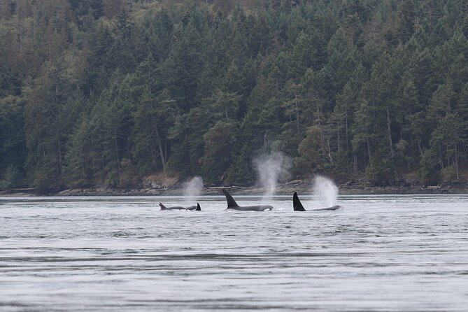 Whale Watching Adventure from Vancouver BC - The Boat Ride: Scenic, Fast, and Sometimes Rough