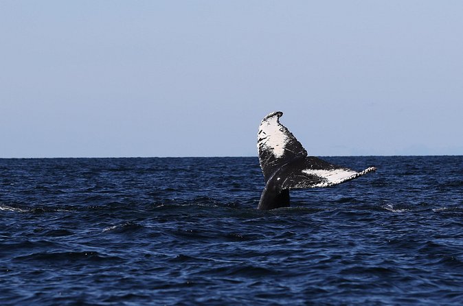 Whale Watching Adventure from Vancouver BC - Snacks, Water, and What You Need to Bring