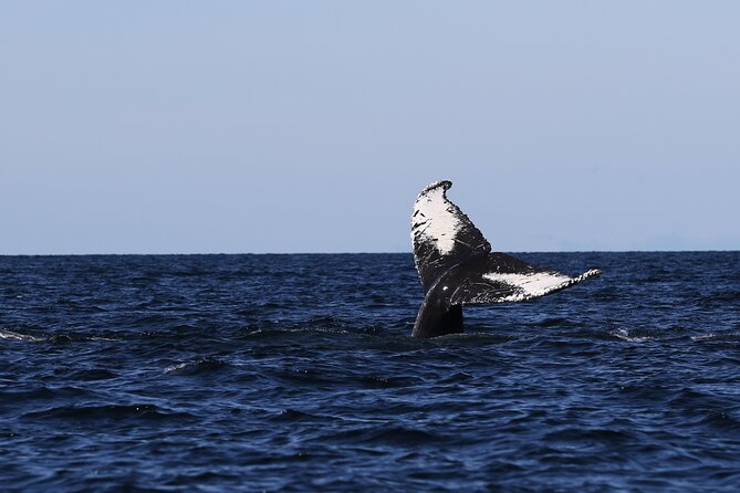 Whale Watching Adventure from Vancouver BC - Is the $184 Price Fair?