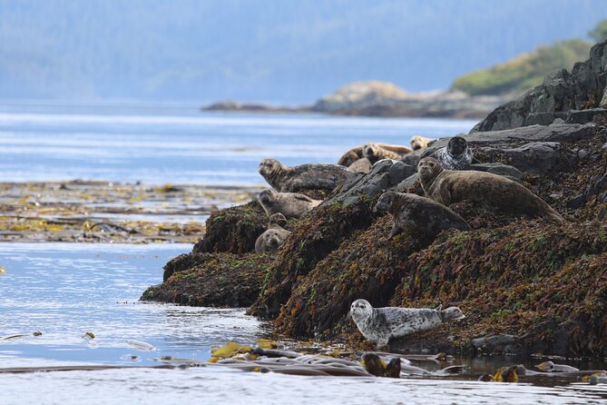 Whale Watching Adventure from Vancouver BC - Orcas, Humpbacks, and the Other Residents