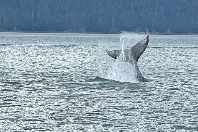 Whale Watching Adventure in Juneau - Key points to know before you book