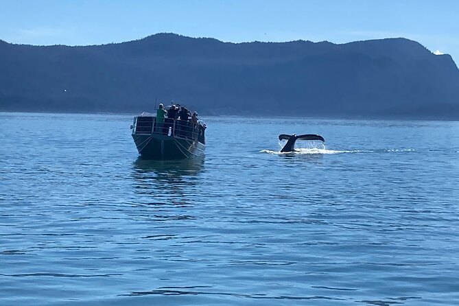 Whale Watching Adventure in Juneau - Why this Juneau whale trip works so well