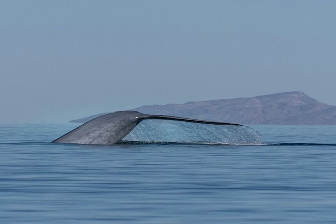 Whale Watching Adventure in Loretos Sea of Cortez - Key points before you book