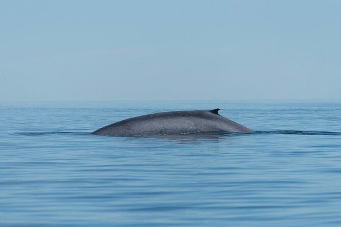 Whale Watching Adventure in Loretos Sea of Cortez - Why Loreto is a fine place for whale watching