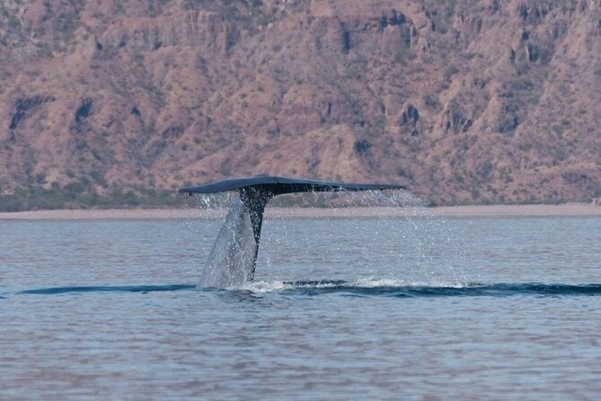 Whale Watching Adventure in Loretos Sea of Cortez - Searching the national park for blue whales