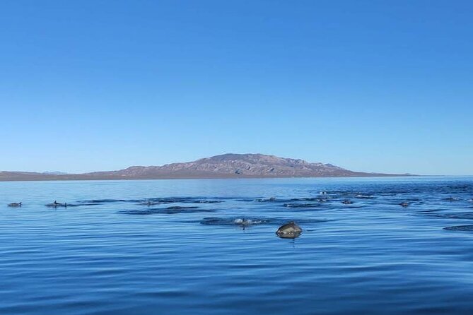 Whale Watching Adventure in Loretos Sea of Cortez - What the captain’s style means for your day