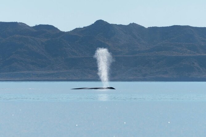 Whale Watching Adventure in Loretos Sea of Cortez - Ceviche, beer, and the practical food question