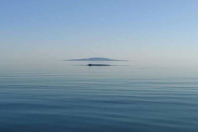 Whale Watching Adventure in Loretos Sea of Cortez - Is $185.52 a fair price?