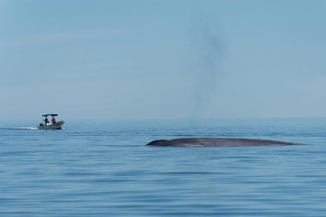 Whale Watching Adventure in Loretos Sea of Cortez - The five-hour schedule may become seven