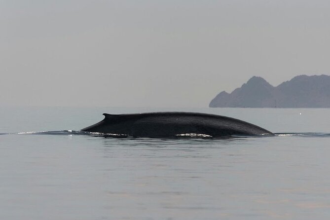 Whale Watching Adventure in Loretos Sea of Cortez - Meeting at the Loreto Malecón at 8 a.m.