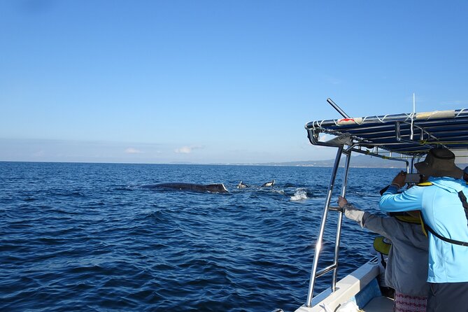 Whale Watching Adventure – Led by a Marine Biologist - Why the short classroom session improves the boat trip