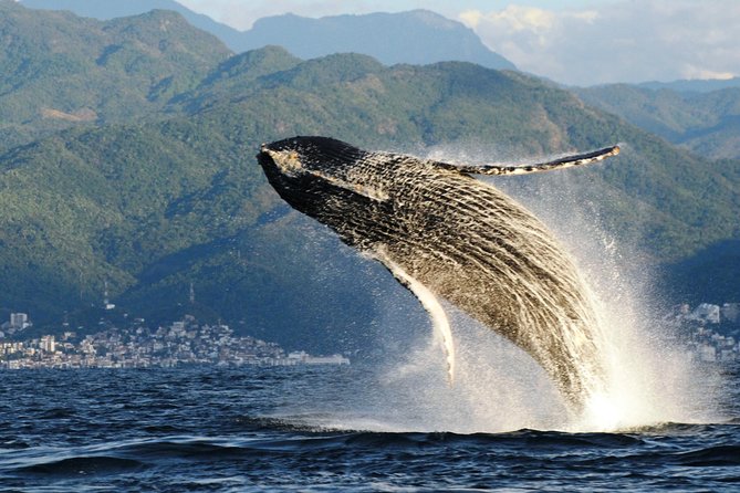 Whale Watching Adventure – Led by a Marine Biologist - Listening to humpback songs underwater