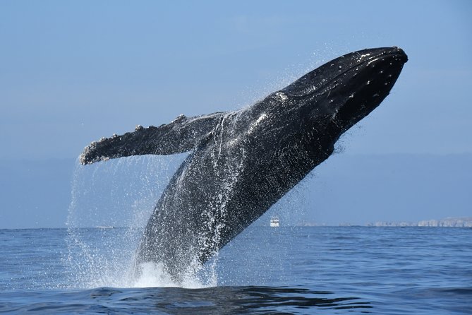 Whale Watching Adventure – Led by a Marine Biologist - Food, shade, and comfort during three and a half hours