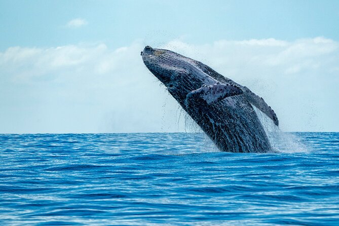 Whale Watching Adventure -Speed Boat & Small Group - Key points to know before booking