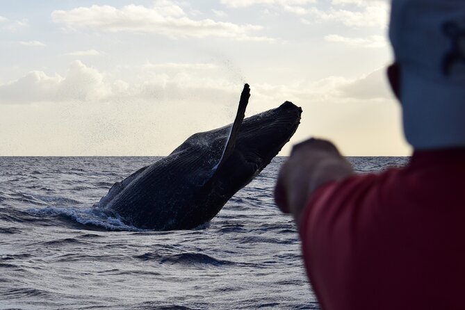 Whale Watching Adventure -Speed Boat & Small Group - Why a fast boat helps with whale watching